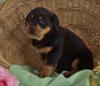 Puppies for sale Slovakia, Ostrava Rottweiler