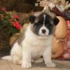 Puppies for sale Portugal, Port Akita