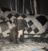 Puppies for sale Uzbekistan, Andijan Estonian Hound