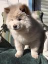 Puppies for sale Ukraine, Kiev Chow Chow