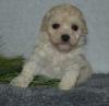 Puppies for sale Ukraine, Kiev Toy-poodle