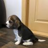 Puppies for sale Turkmenistan, Ashgabat , Beagle Puppies