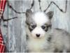 Puppies for sale France, Moulin , Pomsky