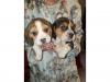 Puppies for sale Belgium, Brussels Beagle