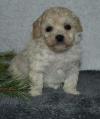 Puppies for sale Russia, Moscow Toy-poodle