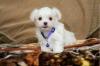 Puppies for sale Germany, Augsburg Maltese