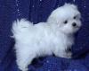 Puppies for sale Netherlands, Petten Maltese