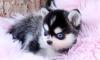 Puppies for sale Spain, Zaragoza , Pomsky Puppies