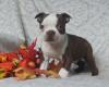 Puppies for sale United Kingdom, Cambridge Boston Terrier