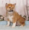 Puppies for sale Spain, Valencia , SHIBA INU