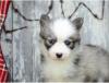 Puppies for sale United Kingdom, Dover , Pomsky
