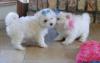 Puppies for sale Denmark, Odense Maltese