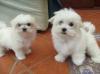 Puppies for sale Netherlands, Amsterdam Maltese