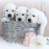 Puppies for sale Belarus, Vitebsk Golden Retriever