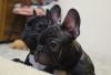 Puppies for sale USA, Minnesota French Bulldog