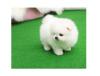 Puppies for sale Luxembourg, Luxembourg , Pomeranian Puppies