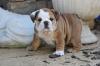 Puppies for sale Cyprus, Nicosia English Bulldog