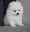 Puppies for sale Belgium, Gant , Pomeranian 