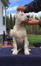 Puppies for sale Lithuania, Elektrenai , Dogo Argentino