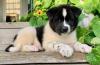 Puppies for sale Lithuania, Kelme , akita