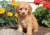 Puppies for sale Spain, Burgos Cocker Spaniel