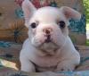 Продам щенка Ukraine, Lvov , French Bulldog Puppies