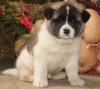 Puppies for sale Spain, Lerida , akita