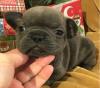 Puppies for sale Armenia, Armenia French Bulldog
