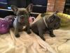 Puppies for sale Armenia, Armenia French Bulldog