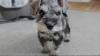 Puppies for sale Romania, Bucharest , Schnauser