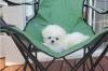 Puppies for sale Italy, Cortina d'ampetso Maltese