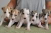 Puppies for sale Greece, Thessaloniki Italian Greyhound