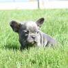 Puppies for sale United Kingdom, Cardiff French Bulldog