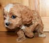 Puppies for sale Ukraine, Kirovograd , cavapoo