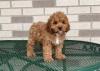 Puppies for sale Greece, Thessaloniki Mixed breed, Cockapoo