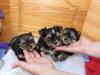 Puppies for sale Czech Republic, Banska Bystrica Yorkshire Terrier