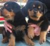 Puppies for sale Spain, Albacete Rottweiler