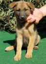 Puppies for sale Greece, Thessaloniki Other breed, Belgian Malinois