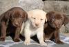 Puppies for sale Uzbekistan, Samarkand Labrador Retriever