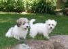 Puppies for sale Greece, Thessaloniki Other breed, Coton De Tulear