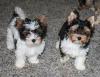 Puppies for sale Greece, Thessaloniki Other breed, biewer Terrier