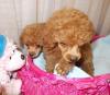Puppies for sale Luxembourg, Luxembourg , Toy poodle