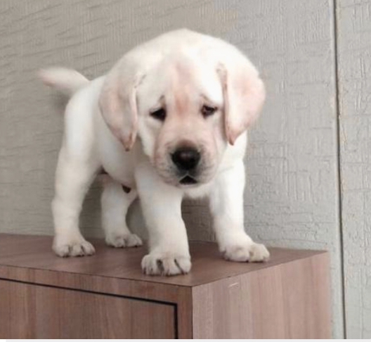 Puppies for sale Belarus, Gomel , Goldenretriever