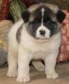 Puppies for sale Russia, Eagle , akita