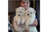 Puppies for sale Cyprus, Larnaca Samoyed dog (Samoyed)