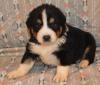 Puppies for sale Ukraine, Kherson Australian Shepherd