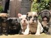 Puppies for sale Germany, Augsburg French Bulldog