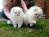 Puppies for sale Finland, Turks Pomeranian Spitz