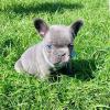 Puppies for sale Germany, Augsburg French Bulldog