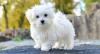 Puppies for sale Germany, Berlin Maltese